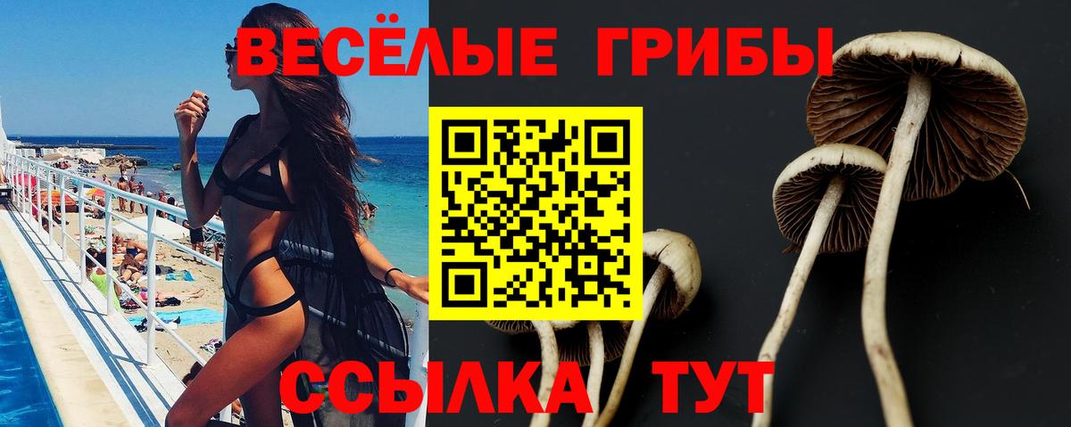 Псилоцибиновые грибы Psilocybine cubensis Тельмана